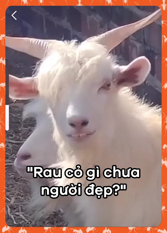 Ảnh: Kiến Không Ngủ Ảnh: Kiến Không Ngủ