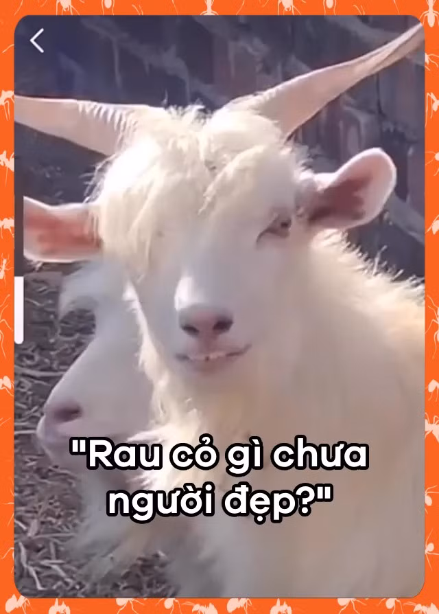 Ảnh: Kiến Không Ngủ