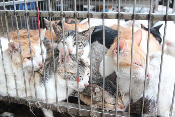 Tình trạng thú cưng bị bắt trộm vẫn thường xuyên diễn ra. Ảnh: Eva.vn Tình trạng thú cưng bị bắt trộm vẫn thường xuyên diễn ra. Ảnh: Eva.vn