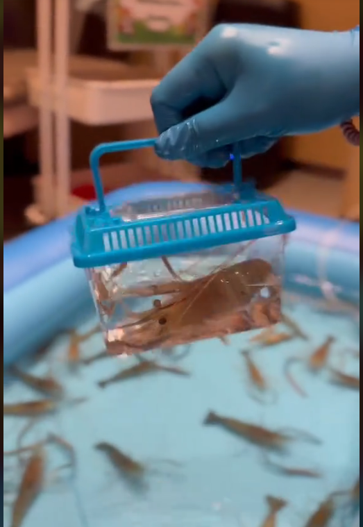 Tôm sau khi câu xong có thể sử dụng vào bữa ăn. Tôm sau khi câu xong có thể sử dụng vào bữa ăn.