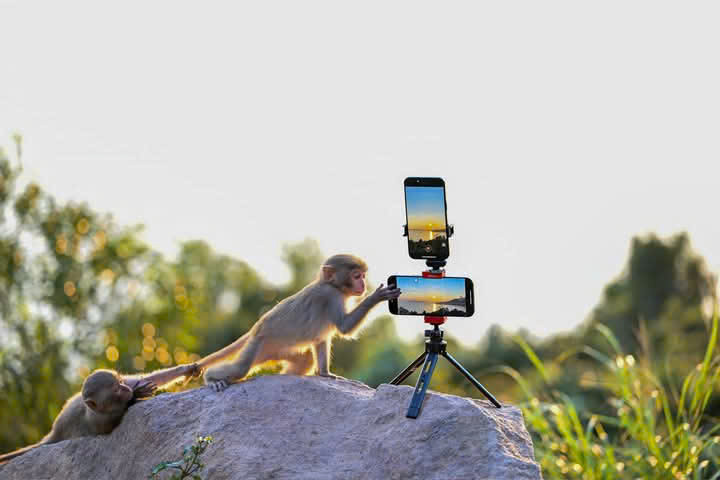 Ở đây, bạn có thể dễ dàng bắt gặp những chú khỉ, voọc chà vá,... với vô vàn hành động đáng yêu, giúp xua tan những muộn phiền. Ảnh: Moon Black