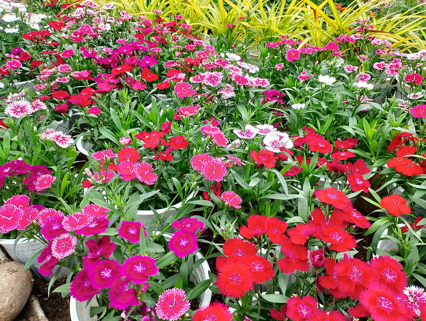 Rất nhiều loài hoa với đầy đủ các sắc màu tạo nên vẻ đẹp cực chill của con đường hoa này. Ảnh: Hữu Tùng