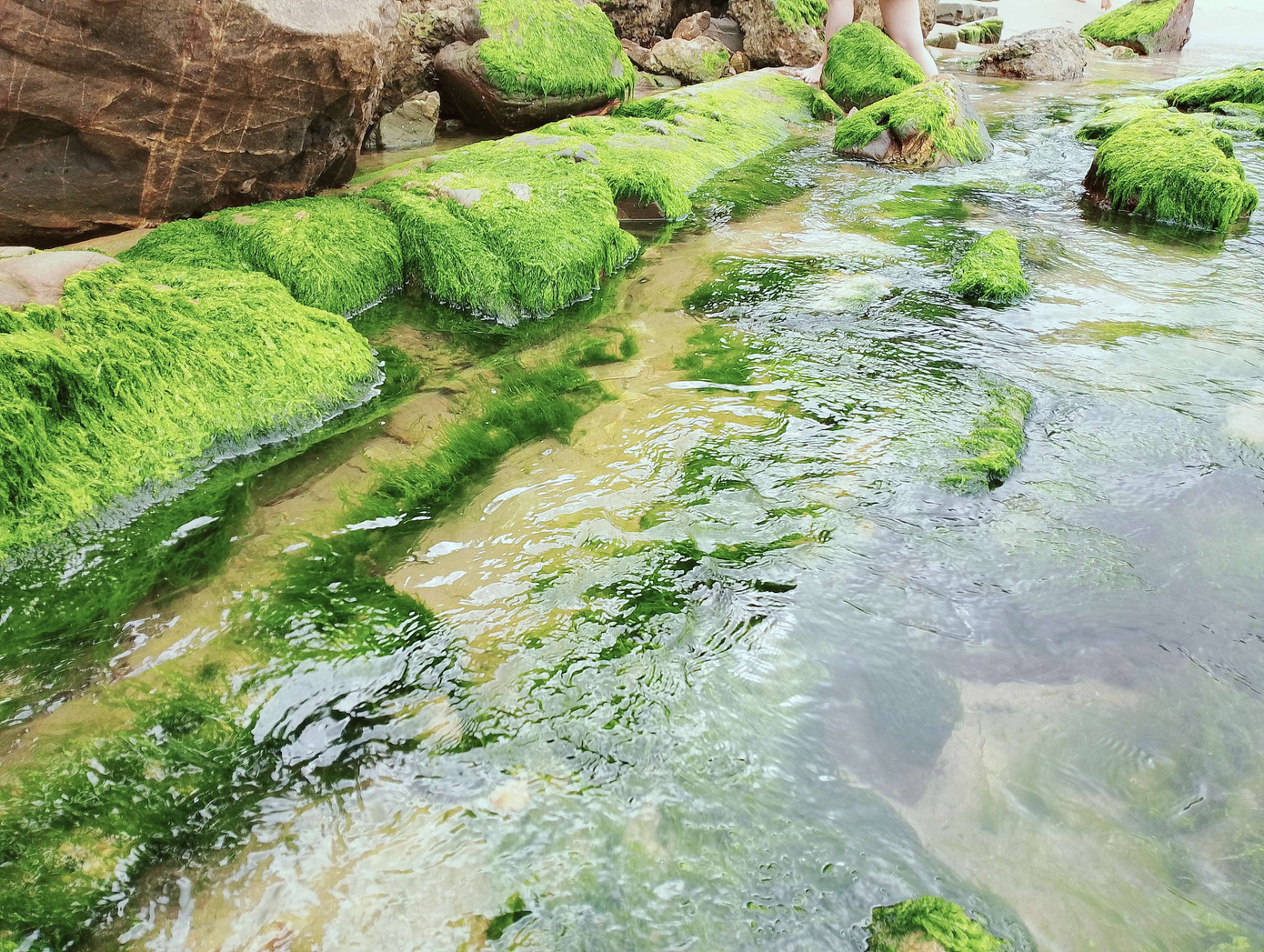 Những mảng rêu xanh mướt như tấm thảm nhung bao phủ lên các ghềnh đá. Khi từng con sóng xô bờ, những mảng rêu ấy lại bồng bềnh khiến ai thấy cũng phải mê "quên lối về". Ảnh: Hữu Tùng Những mảng rêu xanh mướt như tấm thảm nhung bao phủ lên các ghềnh đá. Khi từng con sóng xô bờ, những mảng rêu ấy lại bồng bềnh khiến ai thấy cũng phải mê "quên lối về". Ảnh: Hữu Tùng