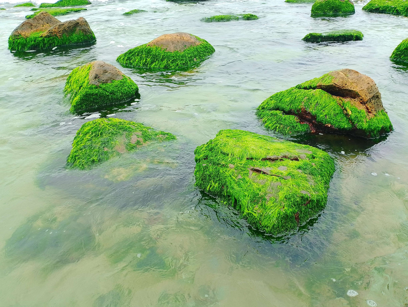 Những mảng rêu xanh mướt như tấm thảm nhung bao phủ lên các ghềnh đá. Khi từng con sóng xô bờ, những mảng rêu ấy lại bồng bềnh khiến ai thấy cũng phải mê "quên lối về". Ảnh: Hữu Tùng Những mảng rêu xanh mướt như tấm thảm nhung bao phủ lên các ghềnh đá. Khi từng con sóng xô bờ, những mảng rêu ấy lại bồng bềnh khiến ai thấy cũng phải mê "quên lối về". Ảnh: Hữu Tùng