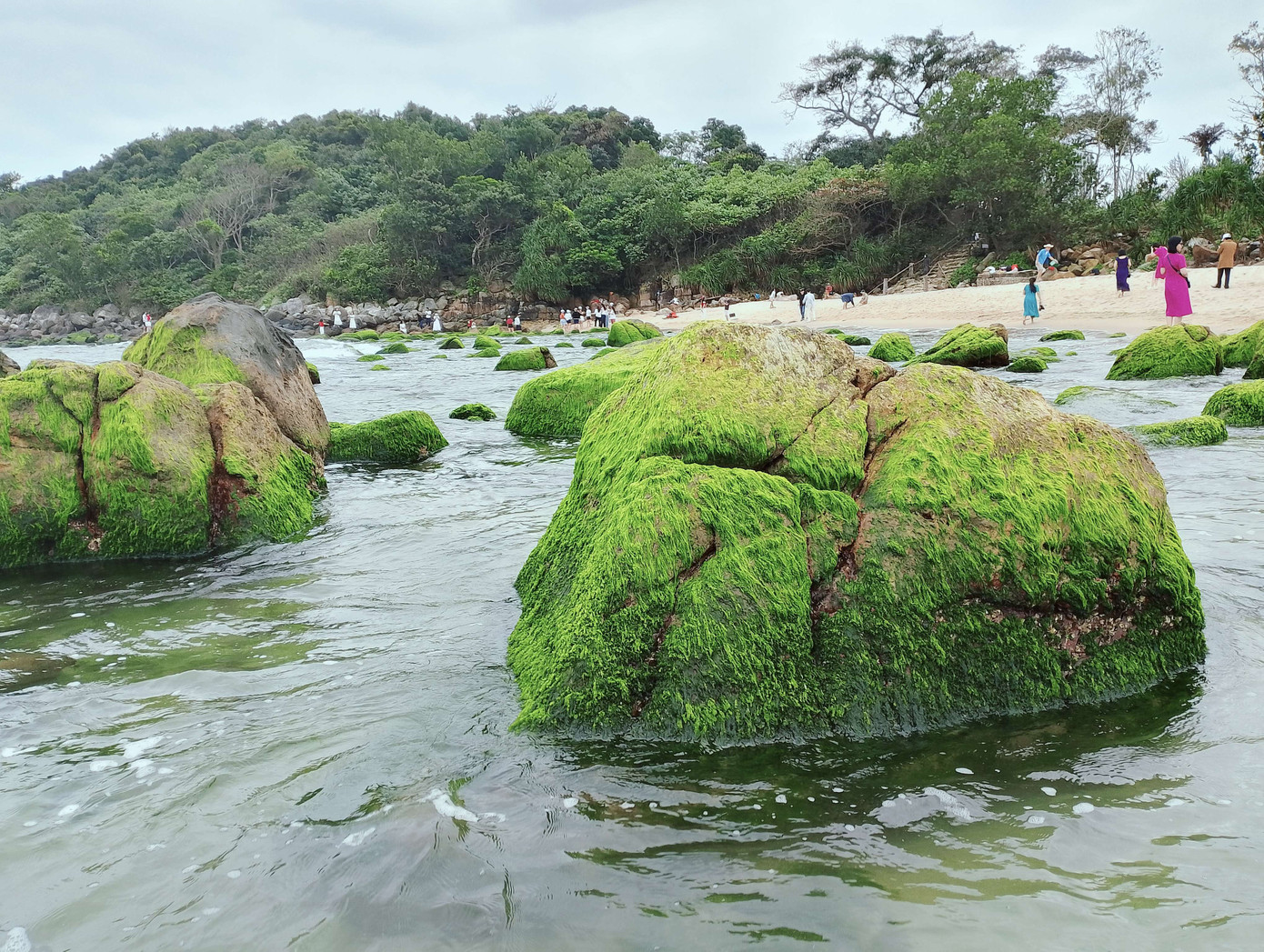 Những mảng rêu xanh mướt như tấm thảm nhung bao phủ lên các ghềnh đá. Khi từng con sóng xô bờ, những mảng rêu ấy lại bồng bềnh khiến ai thấy cũng phải mê "quên lối về". Ảnh: Hữu Tùng Những mảng rêu xanh mướt như tấm thảm nhung bao phủ lên các ghềnh đá. Khi từng con sóng xô bờ, những mảng rêu ấy lại bồng bềnh khiến ai thấy cũng phải mê "quên lối về". Ảnh: Hữu Tùng