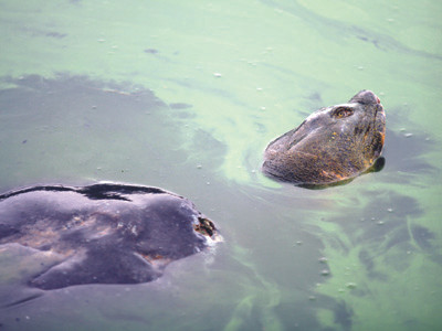 Cụ Rùa với nhiều vết thương trên cơ thể