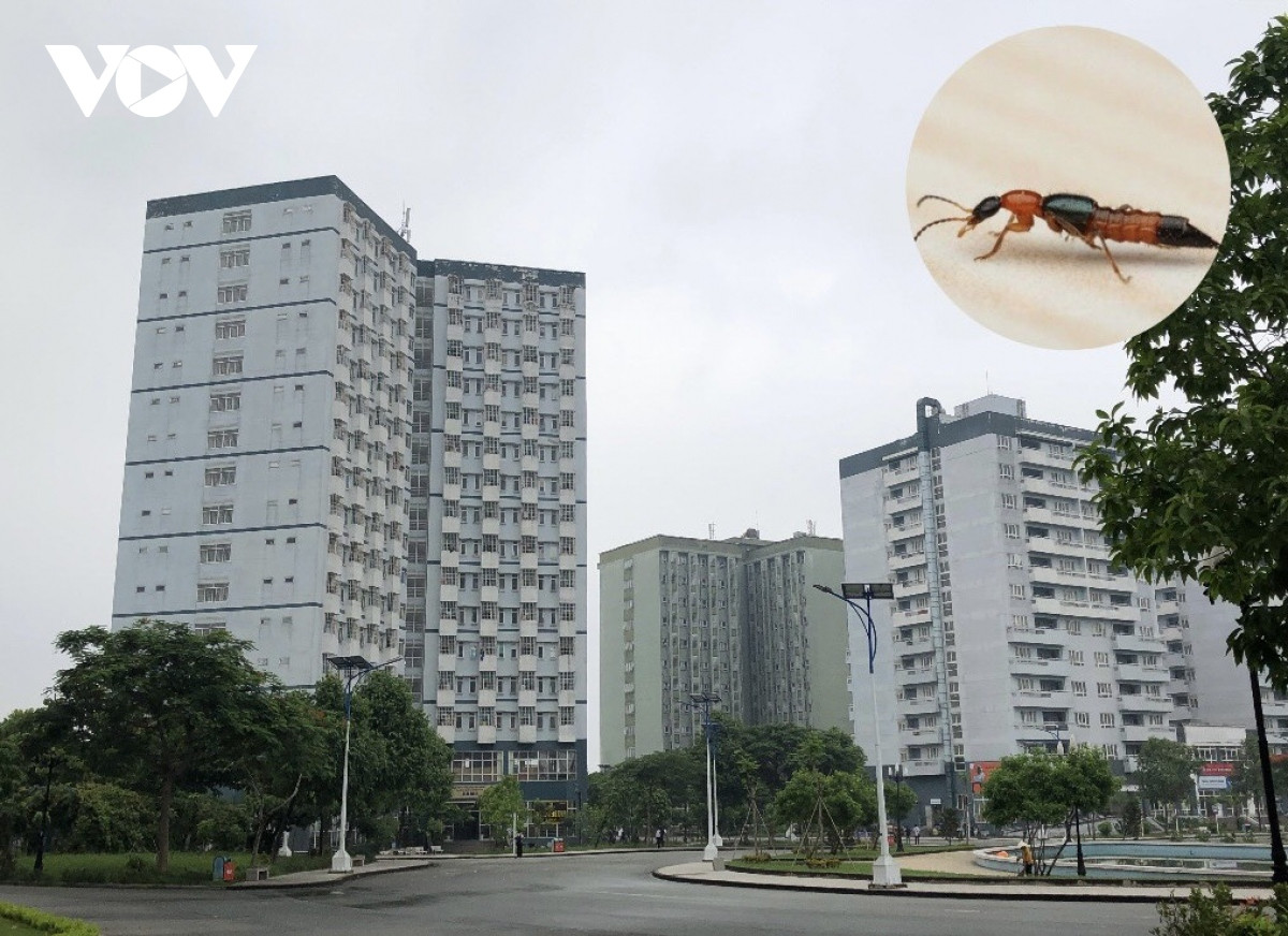 Kiến ba khoang xuất hiện ở một số chung cư cao tầng tại TP.HCM (Ảnh: Hoàng Oanh)