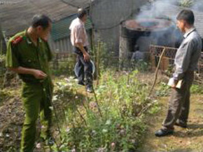 Cây thuốc phiện được trồng ở Lạng Sơn	Ảnh: Thủy Quyên