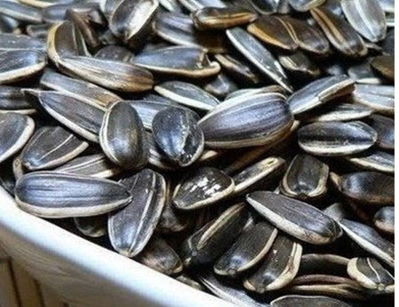 Hạt hướng dương. Ảnh: Internet Hạt hướng dương