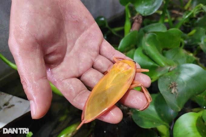 Sau khoảng 45 ngày với 5 lần lột xác, cà cuống sẽ trưởng thành và sinh sản được (Ảnh: Thái Bá). Sau khoảng 45 ngày với 5 lần lột xác, cà cuống sẽ trưởng thành và sinh sản được (Ảnh: Thái Bá).