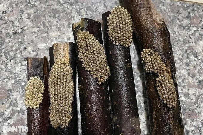 Trứng cà cuống giống như bọc trứng ốc bươu vàng nhưng có màu trắng ngà (Ảnh: Thái Bá). Trứng cà cuống giống như bọc trứng ốc bươu vàng nhưng có màu trắng ngà (Ảnh: Thái Bá).