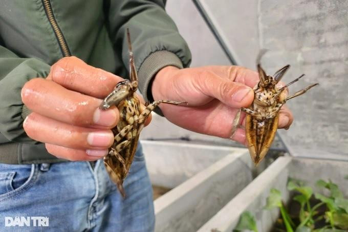 Môi trường sống bị ô nhiễm nên cà cuống có nguy cơ tuyệt chủng ngoài tự nhiên (Ảnh: Thái Bá). Môi trường sống bị ô nhiễm nên cà cuống có nguy cơ tuyệt chủng ngoài tự nhiên (Ảnh: Thái Bá).