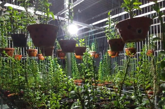 Những giỏ lan đột biến của anh Ngọc vẫn ế khách. Anh Ngọc còn hơn 500 giỏ lan (Ảnh: Nhân vật cung cấp).