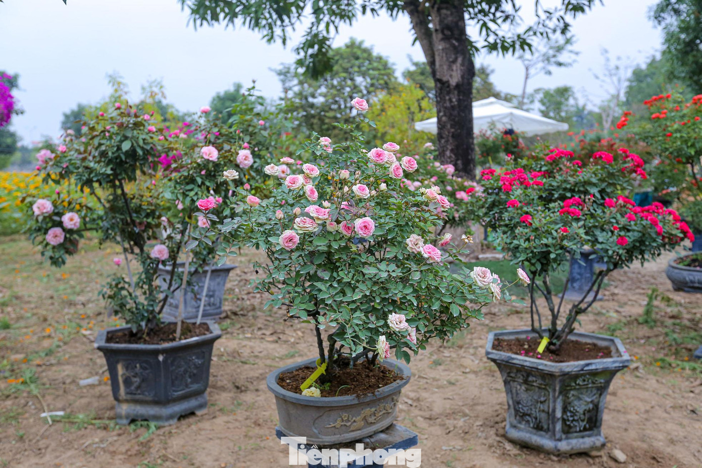 Cùng với hoa hồng cắt cành, hồng thế, hồng chậu... cũng được trưng bày tại lễ hội.