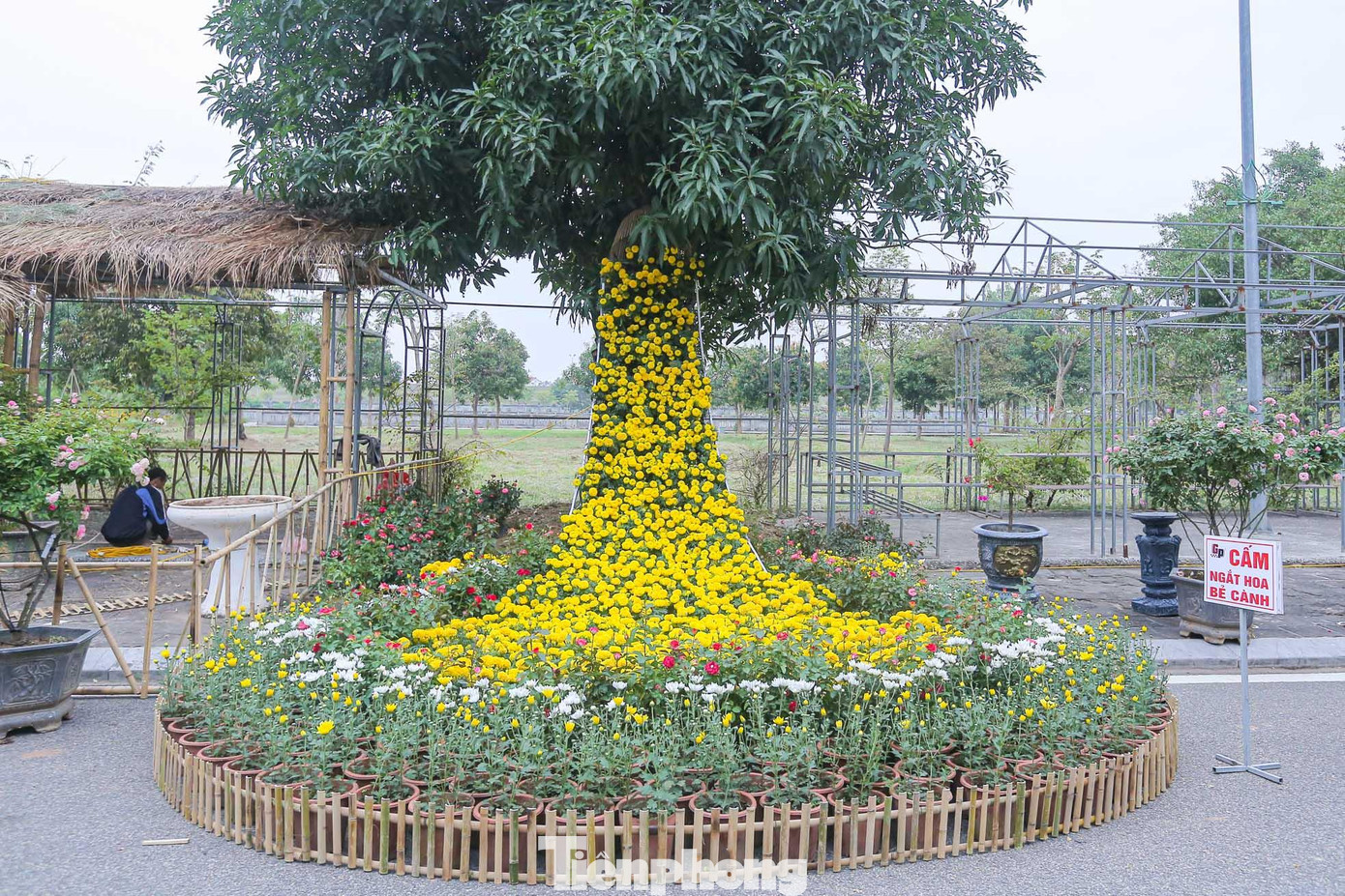 Ông Nguyễn Trọng Phan, Trưởng Phòng kinh tế huyện Mê Linh cho biết: "Cùng với sự kiện huyện Mê Linh đón nhận Huân chương Lao động Hạng 3, lễ công nhận Di tích quốc gia đặc biệt đền thờ Hai Bà Trưng là điểm đến du lịch, huyện tổ chức một chùm hoạt động, trong đó điểm nhấn là Lễ hội hoa Mê Linh chủ đề 'Mê Linh rực rỡ sắc hoa' với sự huy động chính các nhà vườn trồng hoa tại Mê Linh".