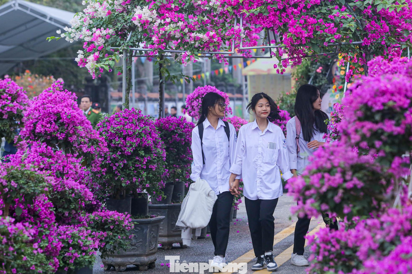 Sắc màu rực rỡ, đa dạng các loài hoa tại festival sắp tới.