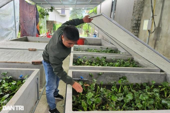 Các bể nuôi cà cuống được anh Thuần xây kiên cố, có hệ thống nước sạch tuần hoàn, bên trong bể thả bèo và các loại động vật làm thức ăn, phía trên có nắp lưới (Ảnh: Thái Bá). Các bể nuôi cà cuống được anh Thuần xây kiên cố, có hệ thống nước sạch tuần hoàn, bên trong bể thả bèo và các loại động vật làm thức ăn, phía trên có nắp lưới (Ảnh: Thái Bá).