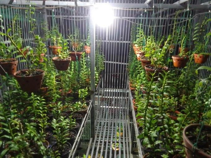 Mấy chậu lan kiếm đột biến của anh Ngọc ở Phú Thọ gần 2 năm trước từng được định giá cả tỷ đồng, giờ nằm chỏng chơ, chẳng ai mua (Ảnh: Nhân vật cung cấp).