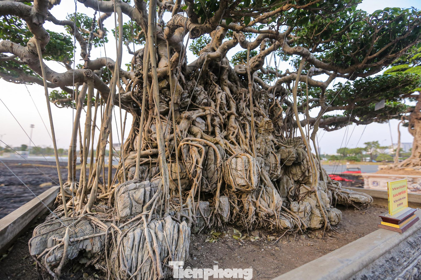 Cây cổ sở hữu bộ rễ thân cổ, đồ sộ.