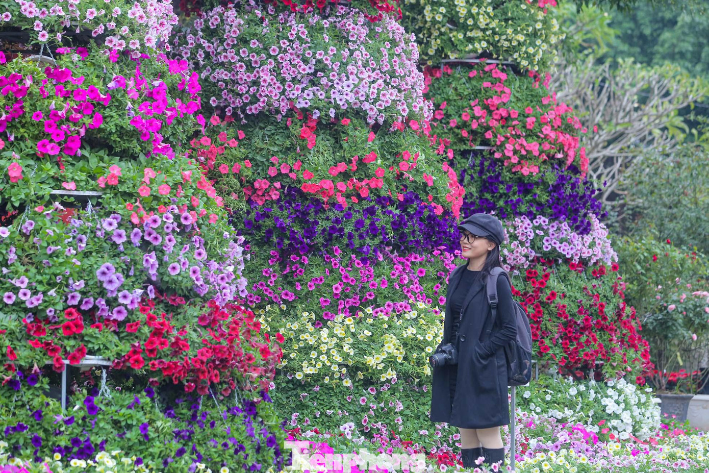 Festival hoa Mê Linh được dàn dựng trên quy mô 4.300m2 với 10 cụm nghệ thuật sắp đặt, trang trí hơn 1.000 chậu hoa tại khu vực đường kéo quân cổng Đền Hai Bà Trưng.