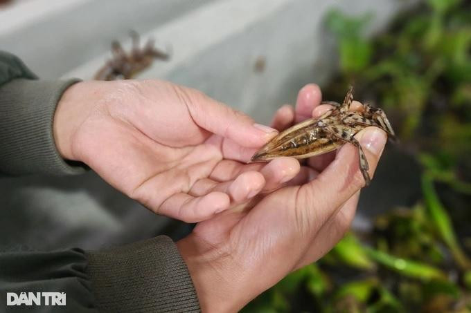 Cà cuống là loài côn trùng sống được cả dưới nước lẫn trên cạn, chúng có thể bơi lặn và bay được (Ảnh: Thái Bá). Cà cuống là loài côn trùng sống được cả dưới nước lẫn trên cạn, chúng có thể bơi lặn và bay được (Ảnh: Thái Bá).