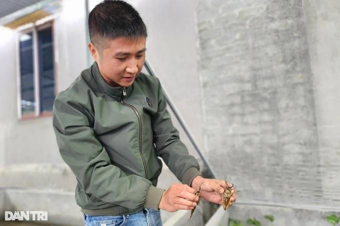 Mỗi tháng nuôi cà cuống anh Thuần thu lãi hàng chục triệu đồng (Ảnh: Thái Bá). Mỗi tháng nuôi cà cuống anh Thuần thu lãi hàng chục triệu đồng (Ảnh: Thái Bá).