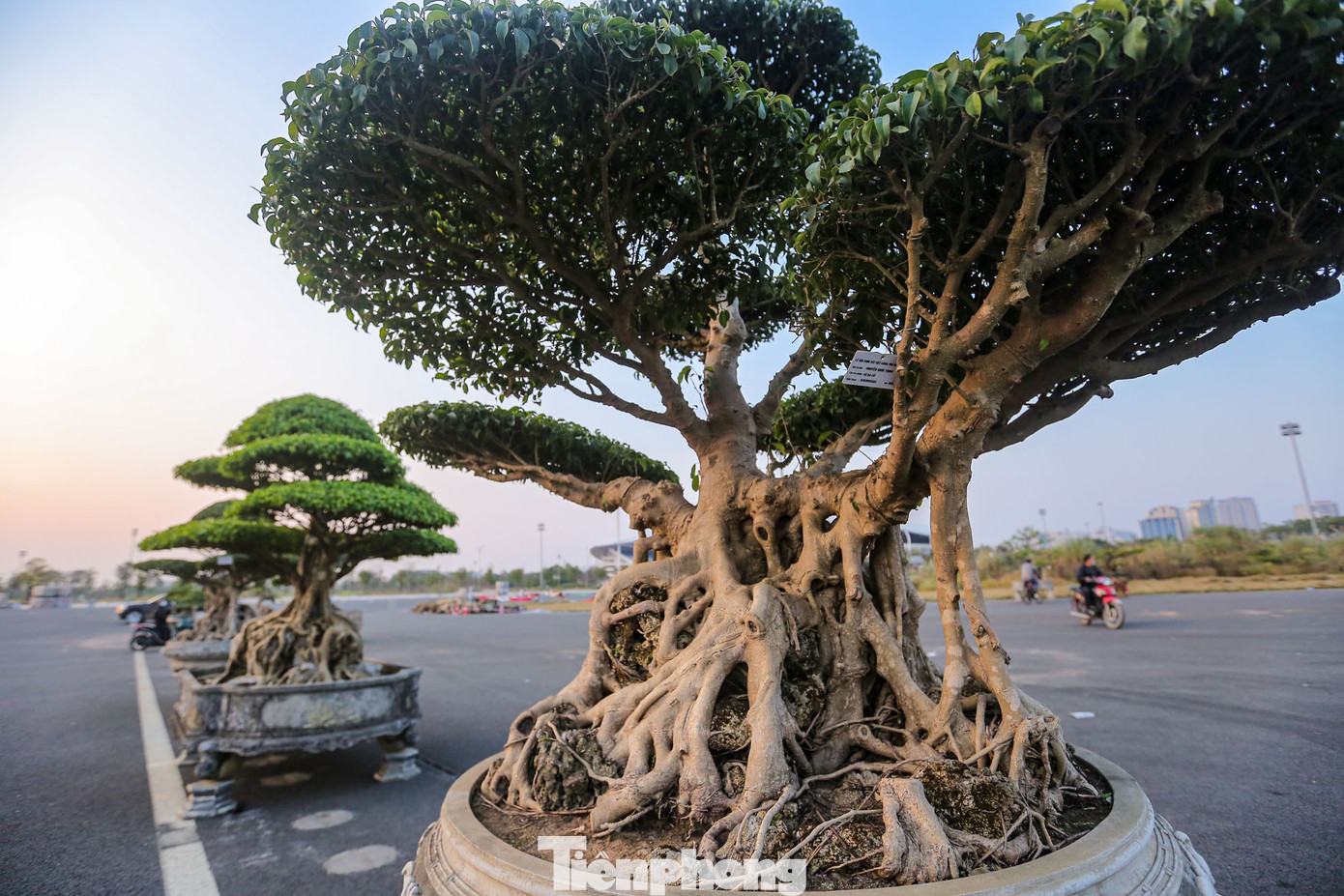 Tác phẩm "Bộ ba cổ" gồm ba cây sanh cổ với gốc, dáng đồ sộ.