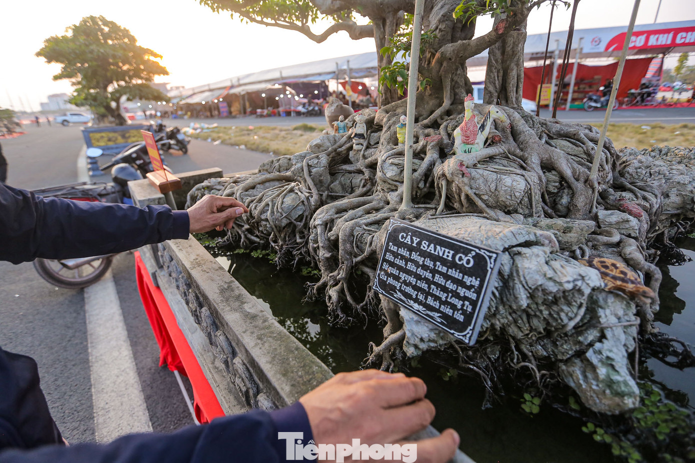 "Tôi rất thích chăm cây, đặc biệt những cây cổ, tác phẩm này tôi chăm chút khá kỹ từ rễ, thân, lên cảnh, tiểu cảnh... Tôi mang những tác phẩm tốt nhất của vườn đến đây để giao lưu học hỏi với các nhà vườn khác", anh Nhất Hoa (Ninh Giang, Hải Dương) cho biết.