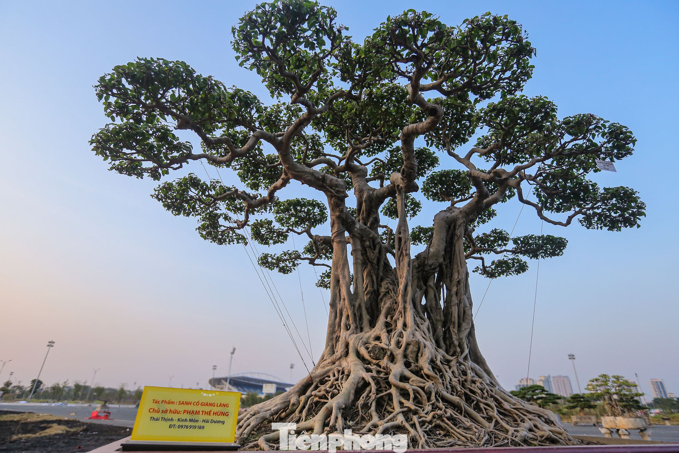 Sự kết hợp giữa thiên nhiên cùng bàn tay con người để tạo ra những tác phẩm, những chậu bonsai đẹp, độc đáo.