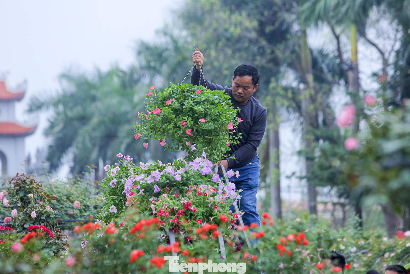 “Năm nay, trồng hoa hồng khó khăn hơn do yếu tố thời tiết năm nay không thuận lợi, lượng mưa ít, sương nhiều. Tuy nhiên, chúng tôi tìm cách vượt qua để đem đến lễ hội những sản phẩm đẹp nhất", ông Đặng Chu Đồng, chủ vườn hoa Xuân Thuỷ, cho biết.