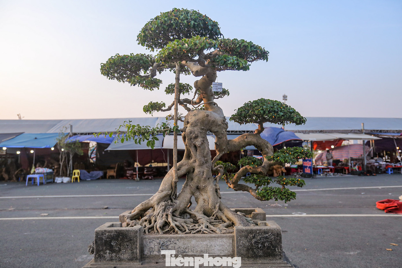 Cây trưng bày đa dạng về chủng loại, hình dáng, kích thước.