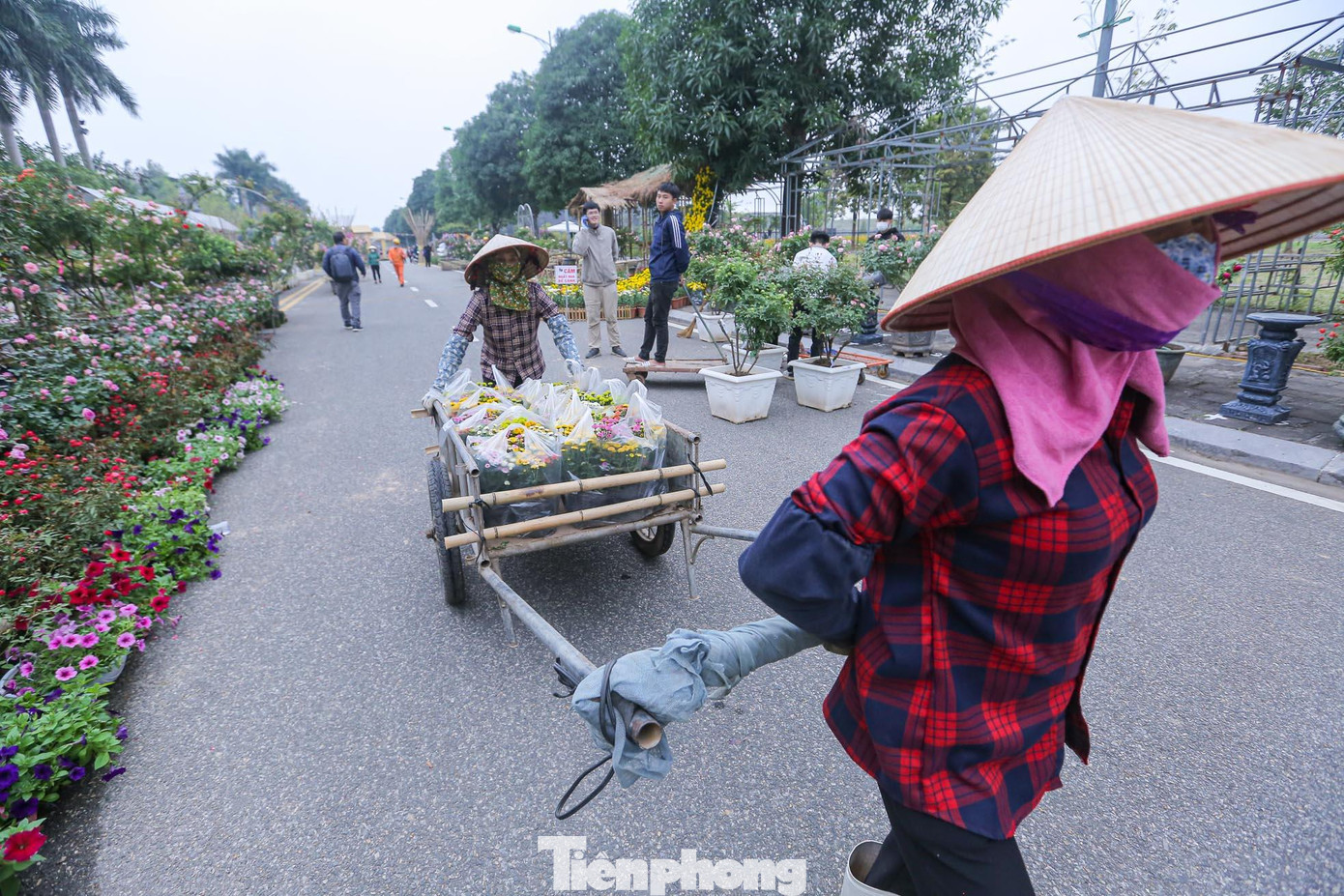 Hàng ngàn chậu hoa được chuyển đến để phục vụ cho Fesival hoa lần này.