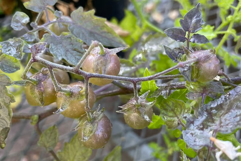Những quả cà chua thoái hóa được tìm thấy ở quần đảo Galapagos.(Ảnh: Adam Jozwiak/UCR)