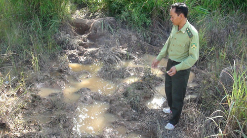 Dấu chân voi ở một đoạn đường voi đi qua trong vườn quốc gia Yok Đôn. Ảnh: B.D. Dấu chân voi ở một đoạn đường voi đi qua trong vườn quốc gia Yok Đôn. Ảnh: B.D