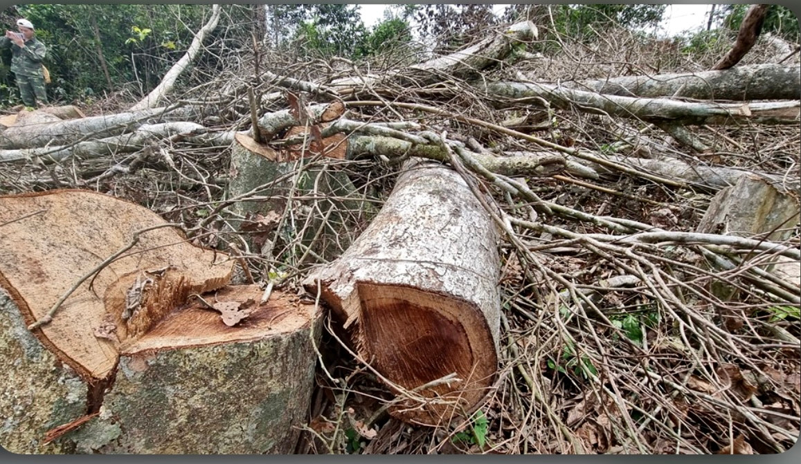 Rừng bị tàn phá không thương tiếc. Ảnh:H.Thơ