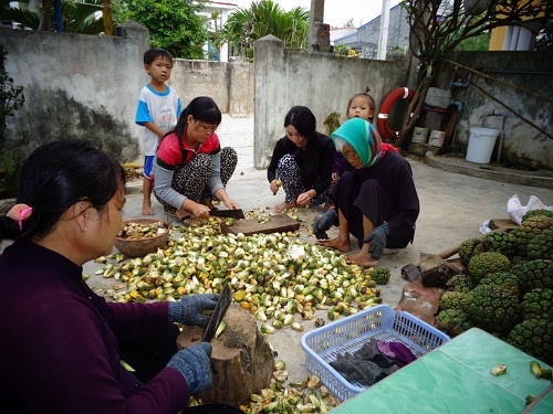 8. Đi biển là nghề của đàn ông. Phụ nữ đảo Phú Quý ở nhà nuôi dạy con, chăn nuôi, làm rẫy. Một nghề đem lại thu nhập cho gia đình lúc biển động là chế biến dứa đảo đem phơi khô dùng làm thuốc để bán cho du khách hoặc gửi vào đất liền. Giá mỗi kg dứa khô hiện 8.000đồng