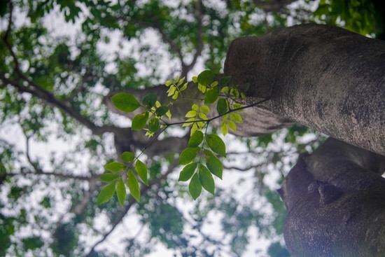 Nhìn gần 12 cây sưa đỏ trước ngày di dời để xây ga ngầm ảnh 9