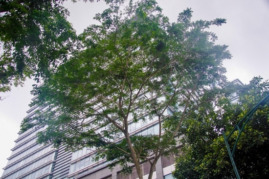 Nhìn gần 12 cây sưa đỏ trước ngày di dời để xây ga ngầm ảnh 10