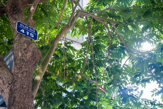 Nhìn gần 12 cây sưa đỏ trước ngày di dời để xây ga ngầm ảnh 8