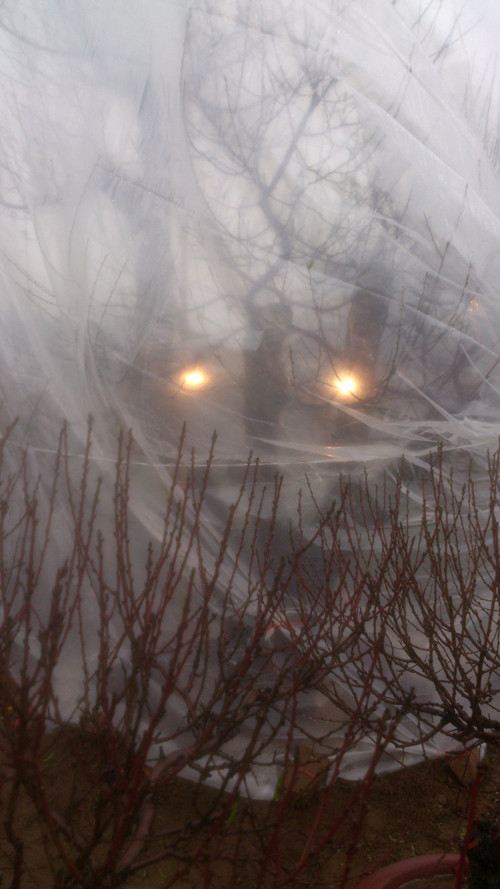 Vừa phải phủ kín ni - lông để ngăn mưa gió, thắp điện sưởi ấm bên trong gốc đào