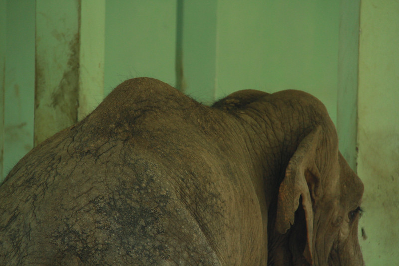 Chú voi này trông có vẻ gầy yếu