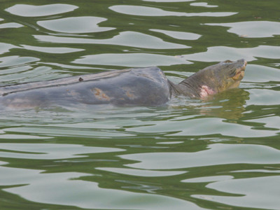 Cụ Rùa trầm ngâm hơn tiếng đồng hồ gần phố Hàng Khay chiều qua, 19-2. Ảnh: Vũ Lương