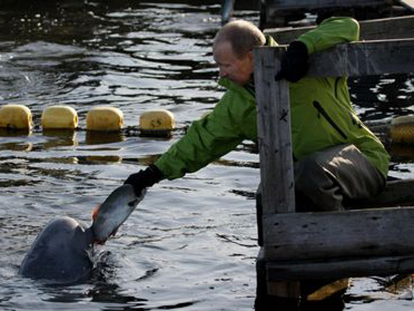 Ông Putin cho cá voi ăn trong chuyến thăm đảo Chkalov năm 2009