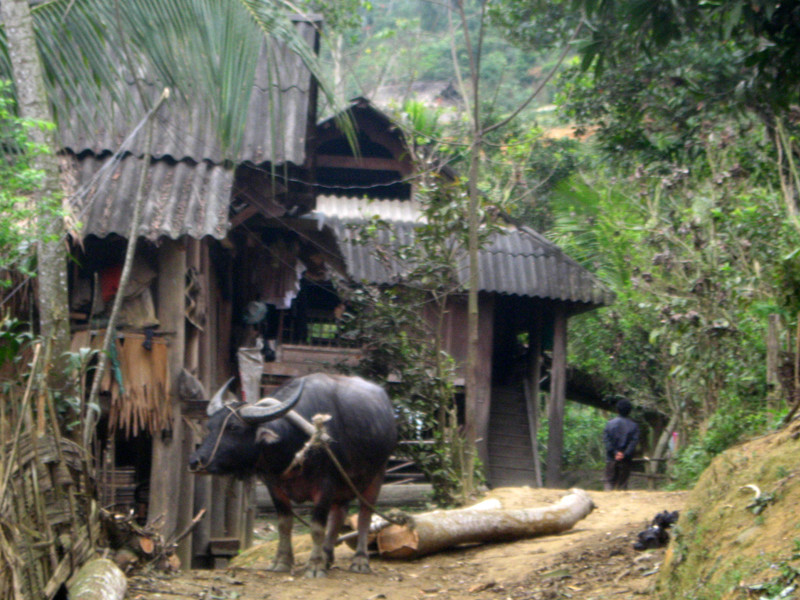 Bà con dùng trâu kéo gỗ từ rừng ra bản. Bà con dùng trâu kéo gỗ từ rừng ra bản