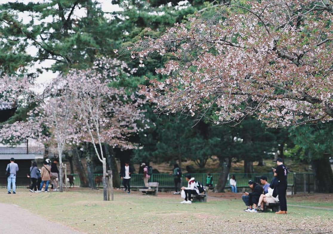 Nhiều loài hoa đua sắc ở Nhật Bản dịp nghỉ lễ 30/4-1/5. Ảnh: Lê Viết Vinh.