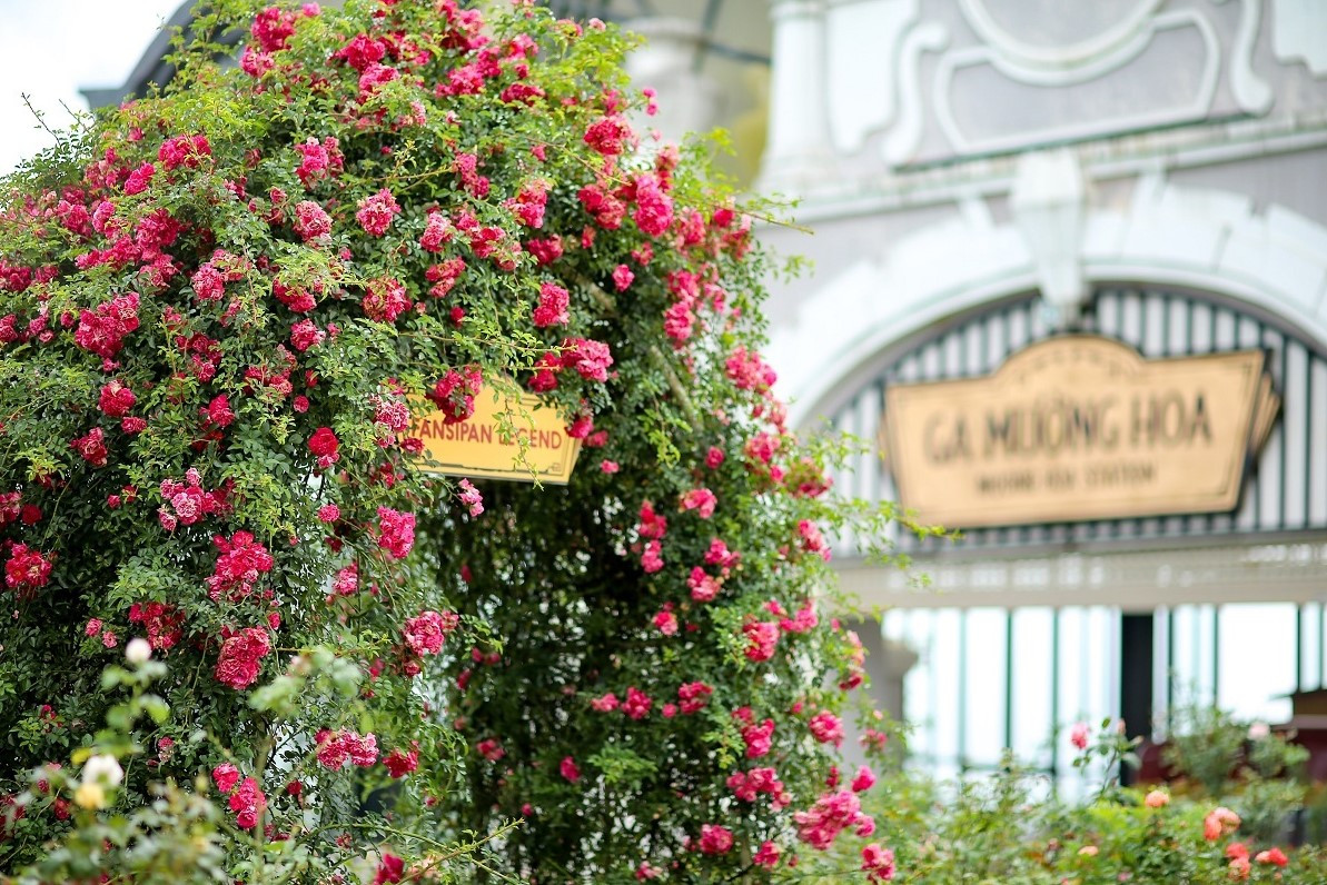 Thung lũng hoa Sapa. Ảnh: Sinh tour.