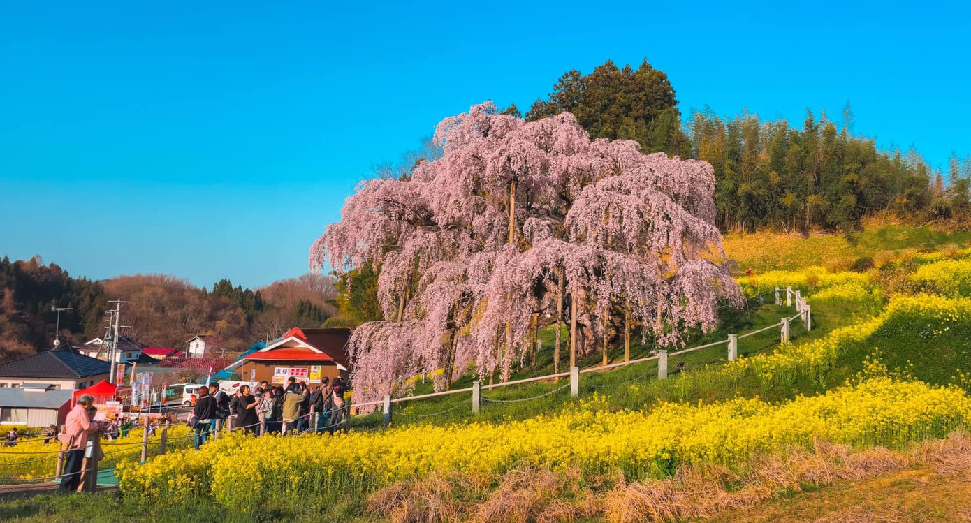 Du khách đổ xô đi ngắm hoa anh đào nở ở Nhật Bản. Ảnh: Lê Viết Vinh.
