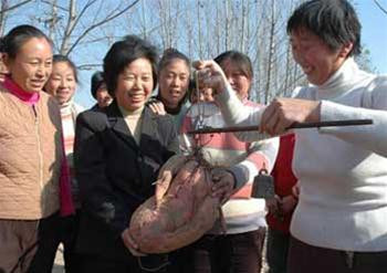 Nông dân được một phen ngạc nhiên khi chứng kiến củ khoai lang nặng 10kg