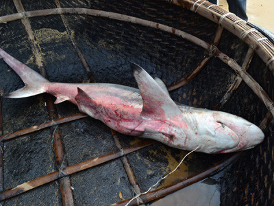 Miệng cá còn nguyên lưỡi câu