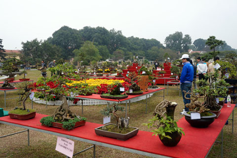 Nhiều cây cảnh từ nhỏ tới lớn có giá trị khác nhau được trưng bày